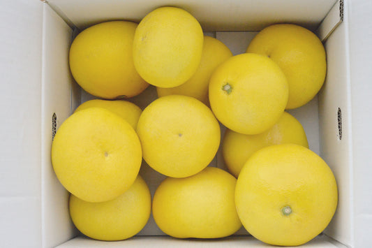露地土佐文旦【10kg 家庭用】15玉から18玉